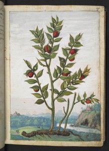 Ruscus aculeatus: Gherardo Cibo