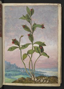 Ruscus hypoglossum: Gherardo Cibo