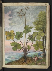 Sanicula europaea ve bir ağacın tabanını inceleyen bir adam, Gherardo Cibo