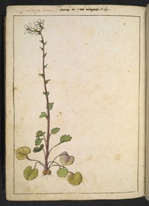 Saxifraga bianca, Gherardo Cibo