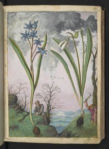 Scilla bifolia ve Galanthus nivalis, Gherardo Cibo