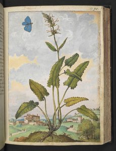 Stachys officinalis, Gherardo Cibo