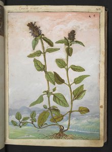 Symphytum bulbosum (Soğanlı Karakafes), Gherardo Cibo
