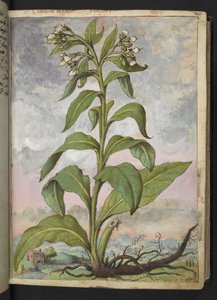 Symphytum officinale (Karakafes), Gherardo Cibo