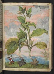 Symphytum tuberosum, Gherardo Cibo