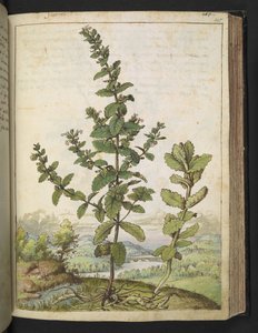 Teucrium scordium, Gherardo Cibo