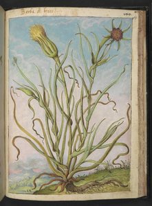 Tragopogon porrifolius, Gherardo Cibo