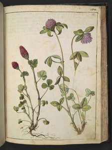Trifolium incarnatum ve Trifolium pratens, Gherardo Cibo