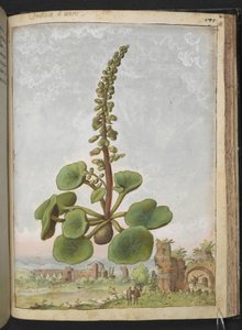 Umbilicus rupestris (Navelwort): Yenilebilir çiçekli bitki, Gherardo Cibo tarafından yazılan "Roma Devletlerinin Flora Tabloları"ndan, MS 22333, f162r, c.1564-84 ekleyin (kağıt üzerine suluboya ve guaj)
