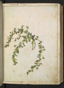 Veronica, Gherardo Cibo