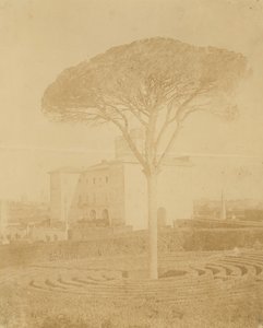 [Palazzo Dışındaki Resmi Bahçedeki Ağaç], 1860