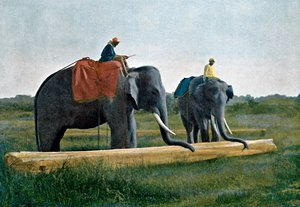 Bir kütüğü hareket ettiren filler, Seylan, c1890 by Gillot