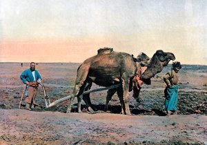 Bir deveyle çiftleşen çiftlik işçileri, Kafkasya, c1890.