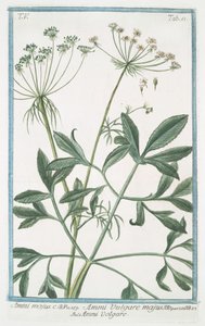 ammi majus by Giorgio Bonelli