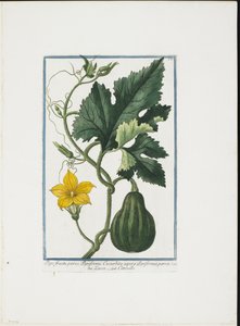 Bitkisel Baskı, Hortus Romanus
