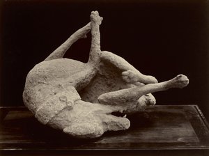 Köpek, Pompeii, c.1870 (cam negatiften gümüş albüm baskısı)