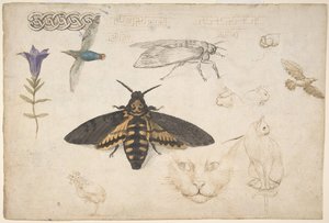 Bir Gentian, Moth, Birds, Cats, Interlacing Motif ve Greek Perdes recto çalışmaları..., 1530-40. by Giorgio di Giovanni