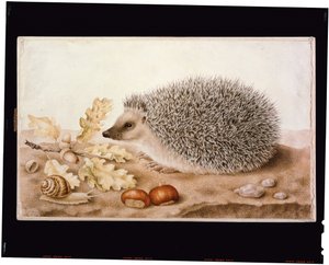 Manzaradaki bir kirpi (parşömen üzerine gövde rengi) by Giovanna Garzoni