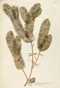 Avrupa Porsuk ağacı (Taxus baccata), Taxaceae, Giovanni Antonio Bottione, suluboya by Giovanni Antonio Bottione