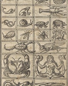 Recammi örneği, sayfa 11 recto, 1530. by Giovanni Antonio Tagliente