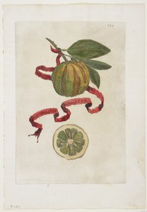 Aurantium Virgatum, Hesperides