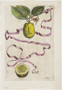 Limonis'in aynı turuncu görüntüsü, Hesperides'ten, 1646 by Giovanni Battista Ferrari