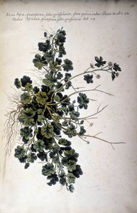 Alcea Afra - Giovanni Battista Morandi (?-1761) tarafından """Ortaçağa Ait Botanik veya Bitkilerin Pratik Tarihi, terminolojisi, tanımı ve erdemleri..." içinde by Giovanni Battista Morandi