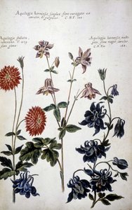 Botanik kurulu: üç çeşit Ancolies (Aquilegia) - "" Botanik pratica tarihi by Giovanni Battista Morandi