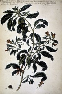 Botanik şeması: Belladona (Belladona Majoribus Folys) - "" Botanik pratica tarihi by Giovanni Battista Morandi
