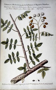 Opobalsamum (Şiddetli Şube) - Giovanni Battista Morandi (?-1761) tarafından ""Orta Çağ ile ilgili Botanik Uygulama Tarihi veya Bitkiler, isimlendirme, açıklama ve erdemler..." içinde by Giovanni Battista Morandi