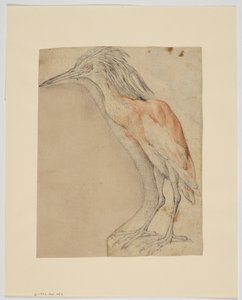 Balıkçıl, recto (kağıt üzerinde tebeşir) by Giovanni da Udine (after)