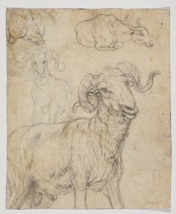 Ram ve bufalo, verso (tebeşir ve sulu boya çizimi) by Giovanni da Udine (after)