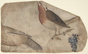 Kuş Yiyen Üzüm recto, Tigress verso, 1487-1564.