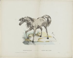 Étalon pur seslendirdi / Aygır tam kan (nesnedeki başlık) by Glenisson and Van Genechten