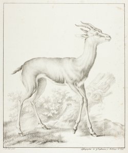 Antilop