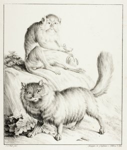 kedi ve maymun