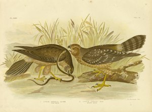 Müttefik Harrier Veya Benekli Harrier, 1891 by Gracius Broinowski