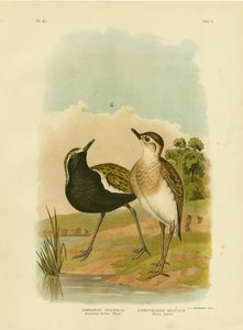 Avustralya Altın Cılıbıt veya Pasifik Altın Cılıbıt, 1891 by Gracius Broinowski