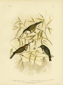 Kara Bal Yiyen, 1891 by Gracius Broinowski