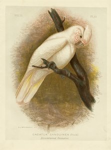 Kanlı Kakadu, 1891 by Gracius Broinowski