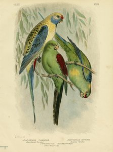 Mavi Yanaklı Muhabbet Kuşu, 1891 by Gracius Broinowski