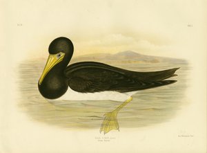 Kahverengi Gannet, 1891 by Gracius Broinowski