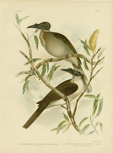 Gürültülü Friarbird, 1891 by Gracius Broinowski