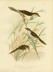 Kızıl Renkli Cincloramphus veya Kızıl Songlark, 1891 by Gracius Broinowski