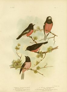 Kızıl Göğüslü Robin Veya Pasifik Robin, 1891 by Gracius Broinowski