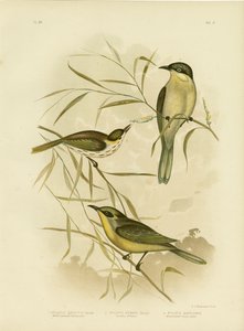 Wattle-Cheeked Honeyeater veya Purple-Gaped Honeyeater, 1891 by Gracius Broinowski