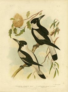 Ak Sırtlı Karga-Shrike, 1891 by Gracius Broinowski