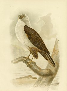 Ak Göğüslü Deniz Kartalı, 1891 by Gracius Broinowski