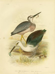 Ak Suratlı Balıkçıl, 1891 by Gracius Broinowski