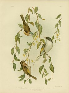 Beyaz Boğazlı Bal Yiyen, 1891 by Gracius Broinowski